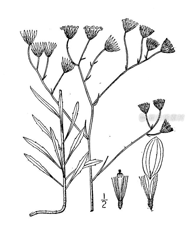 古植物学植物图例:异opappus divaricatus、异opappus